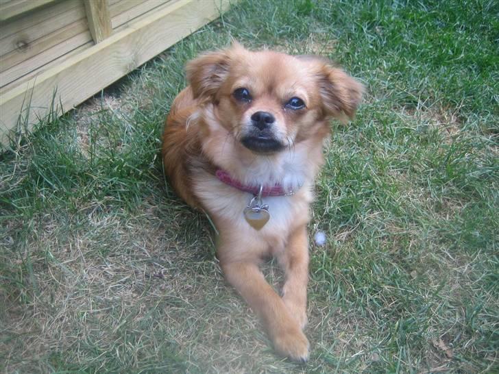 Blanding af racer Lilo - Nye 6/72010 billede 12