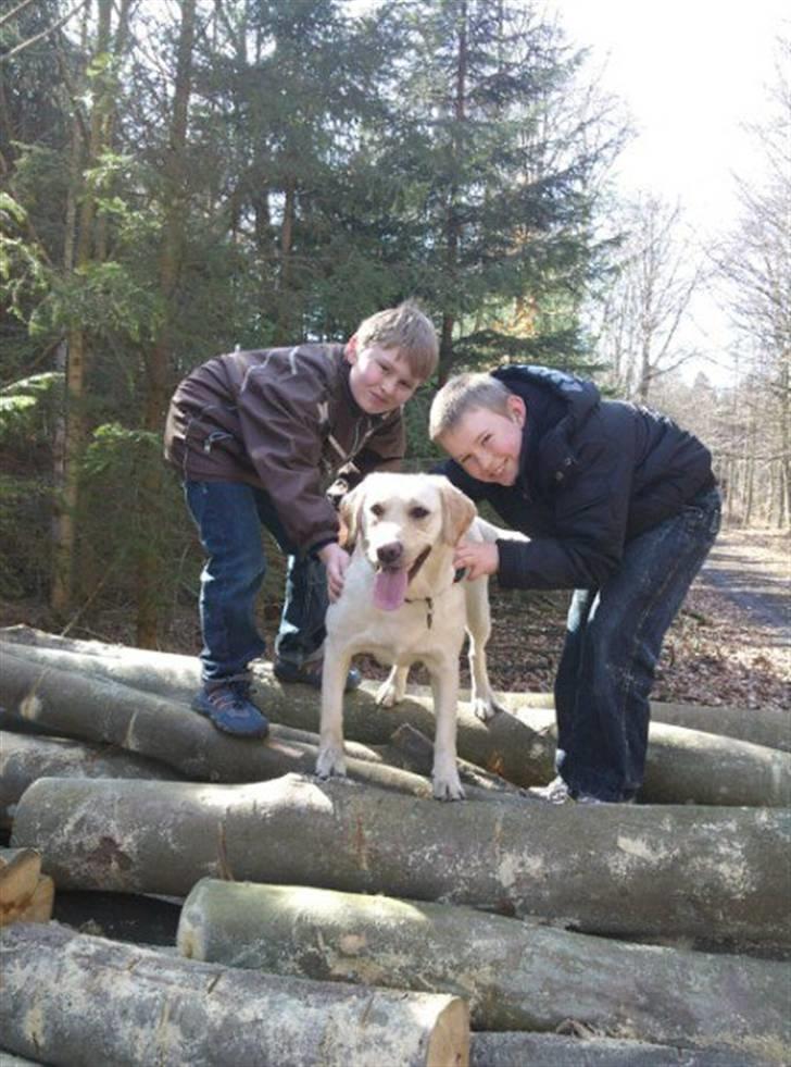 Labrador retriever Pixi - Sjovt at være i skoven billede 18