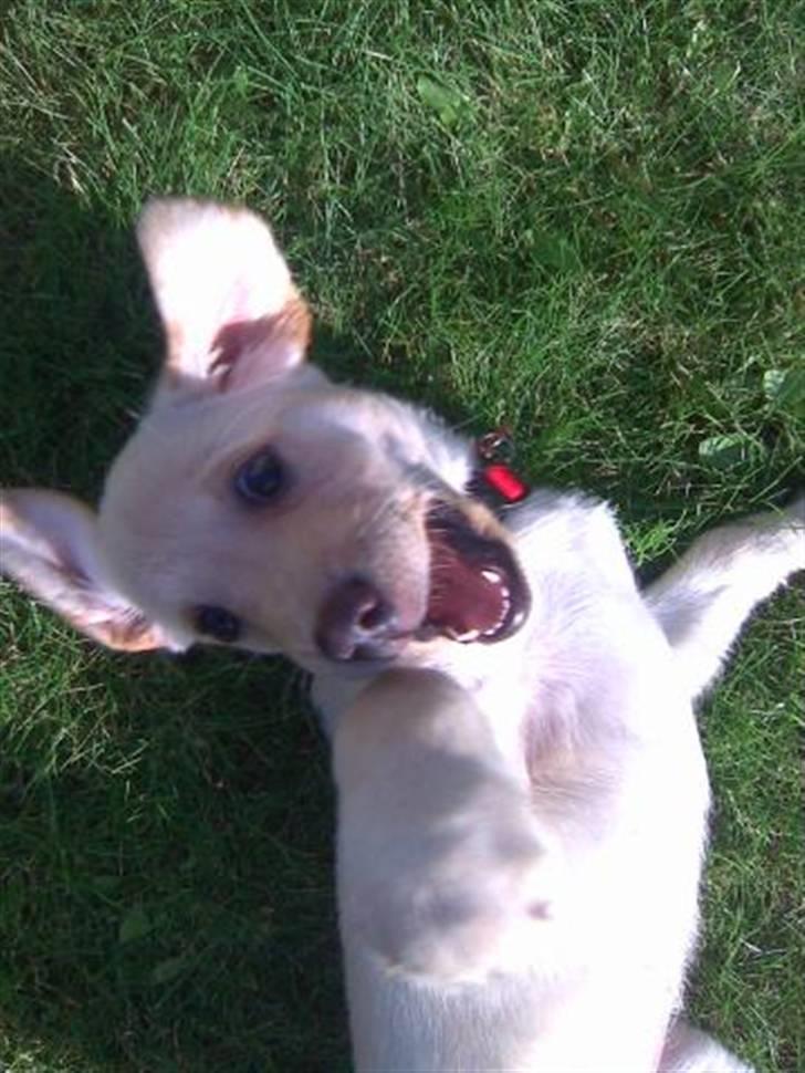 Labrador retriever Pixi - Skal vi lege billede 19