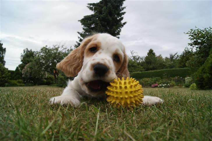 Blanding af racer Holger - Holger 11 uger billede 7