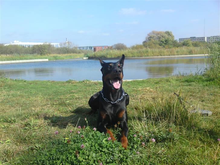 Dobermann Kerry Betelges / Tyrone billede 12