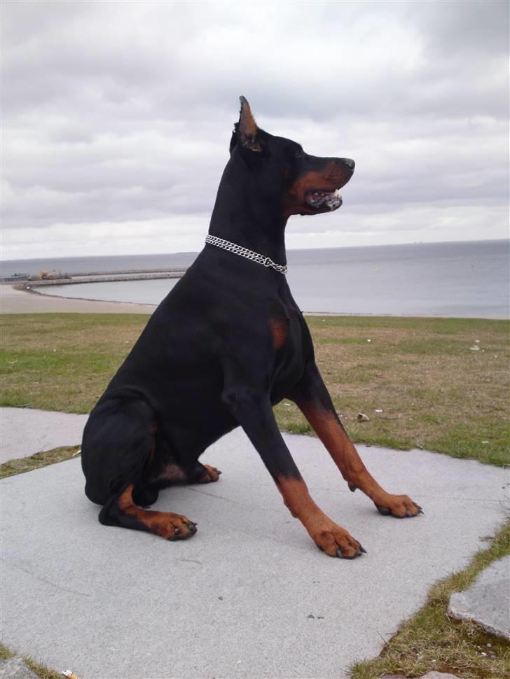 Dobermann Kerry Betelges / Tyrone billede 13