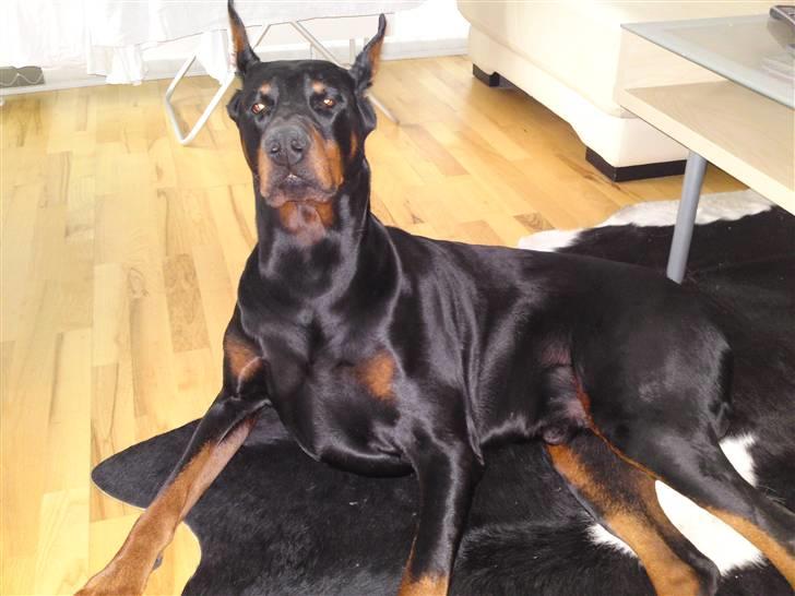 Dobermann Kerry Betelges / Tyrone billede 14