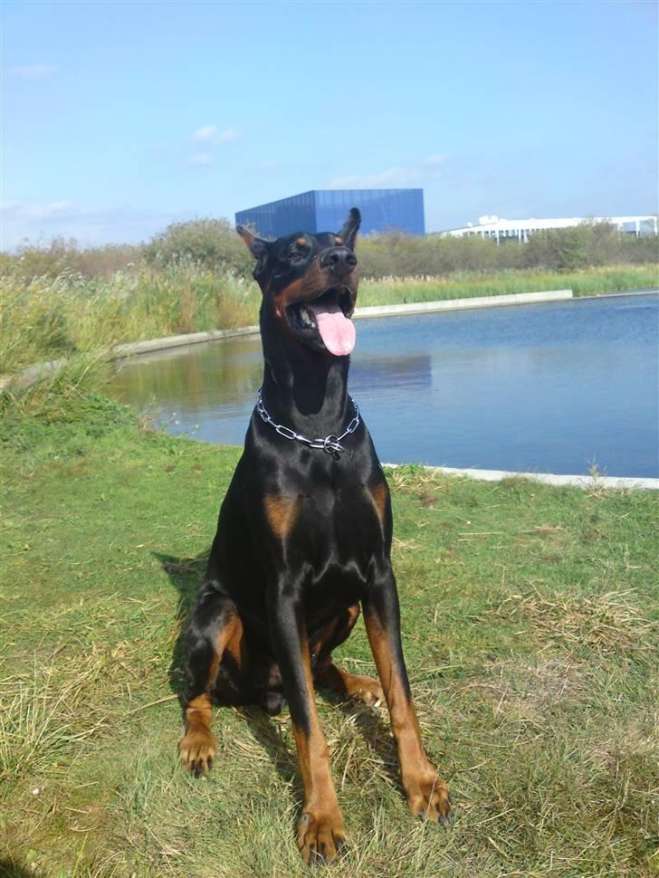 Dobermann Kerry Betelges / Tyrone billede 15