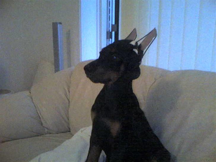 Dobermann Kerry Betelges / Tyrone billede 16