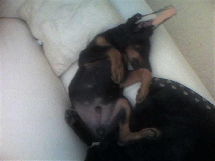 Dobermann Kerry Betelges / Tyrone billede 17