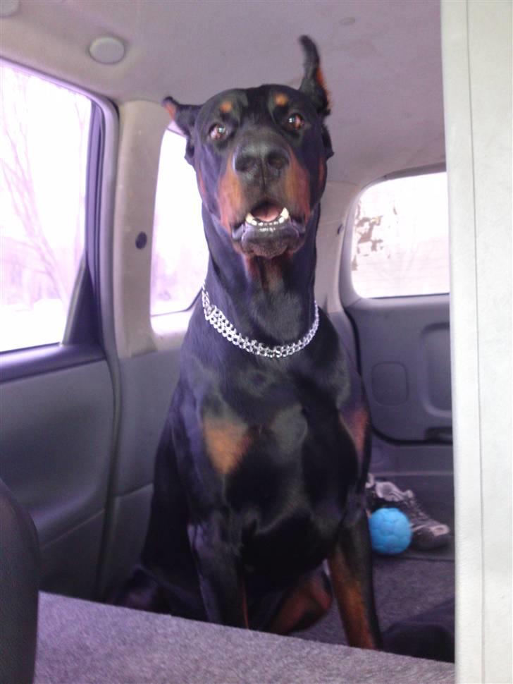 Dobermann Kerry Betelges / Tyrone billede 18