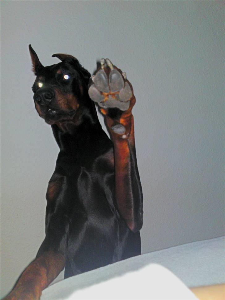 Dobermann Kerry Betelges / Tyrone billede 19