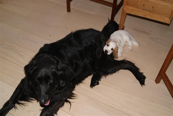 Blanding af racer Holger - Holger med sin bedste ven Newton billede 8