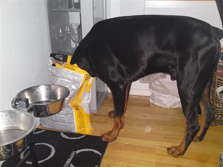 Dobermann Kerry Betelges / Tyrone billede 20