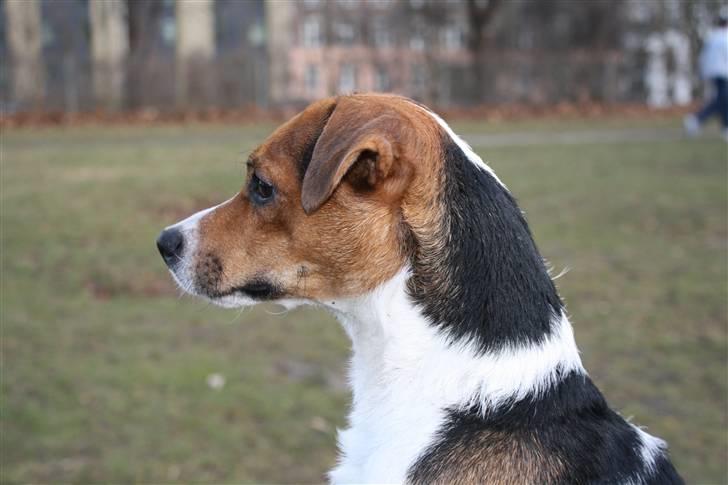Parson russell terrier Karlsbjerggården Sir Rowe - Hvor er ræven? billede 6
