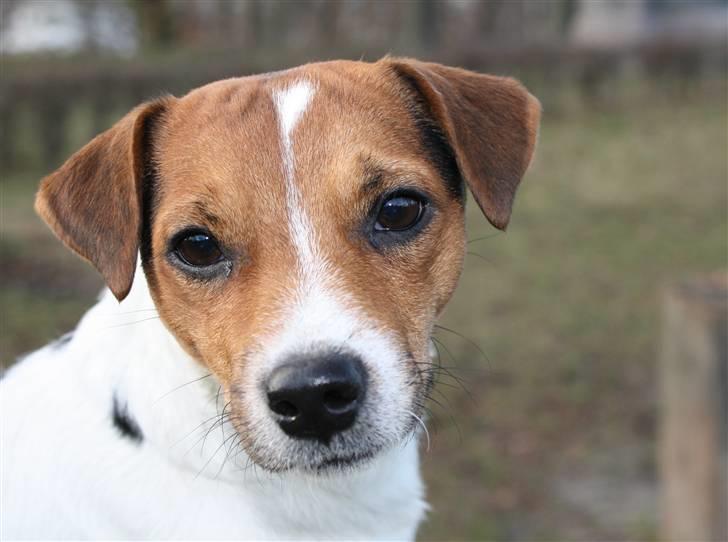 Parson russell terrier Karlsbjerggården Sir Rowe - Please giv mig en godbid! billede 7