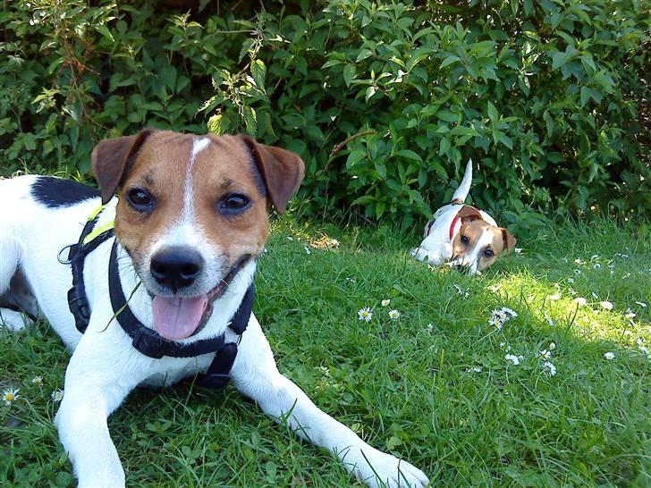 Parson russell terrier Karlsbjerggården Sir Rowe - Nogle gange må man blot lege med brormand i skyggen billede 8