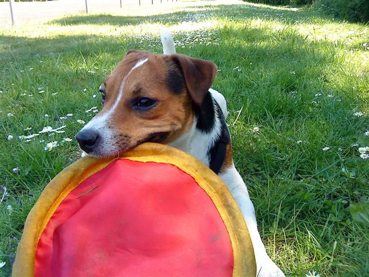 Parson russell terrier Karlsbjerggården Sir Rowe - Miiiiiiiiiiiin!!! billede 9