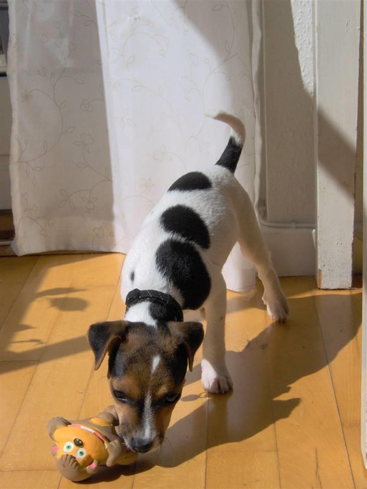 Parson russell terrier Karlsbjerggården Sir Rowe - 5 måneder gammel og leger med sit pivedyr billede 10