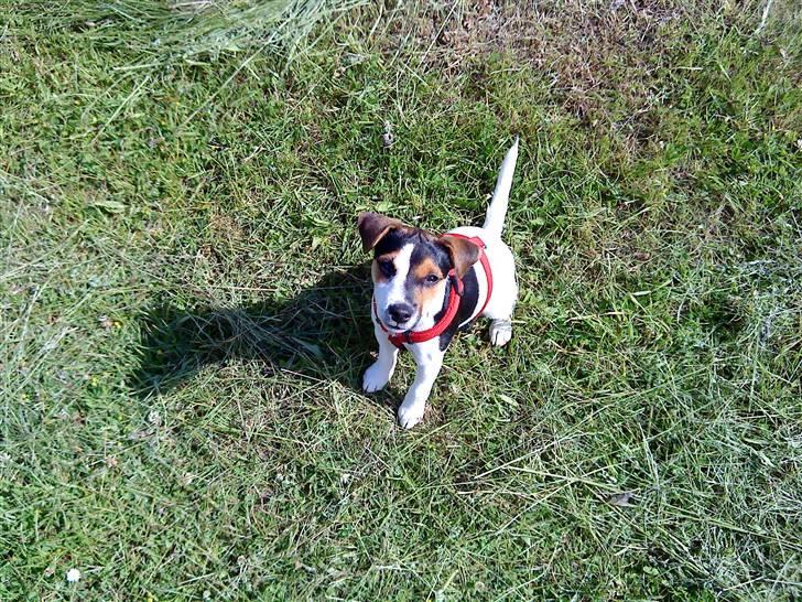 Parson russell terrier DKGCH Duvå Flicka III - 16 uger gammel billede 6