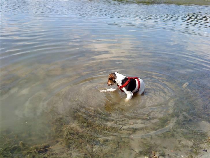 Parson russell terrier DKGCH Duvå Flicka III - Det sjoveste er at plaske i vandet og dér tilbringer jeg gerne meget tid billede 7