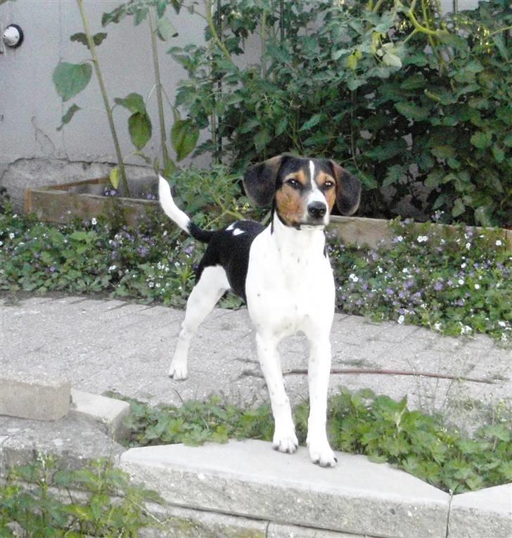 Dansk svensk gaardhund Flamme - Flamme er nu blevet 6 mdr gammel og en rigtig fin hund billede 15