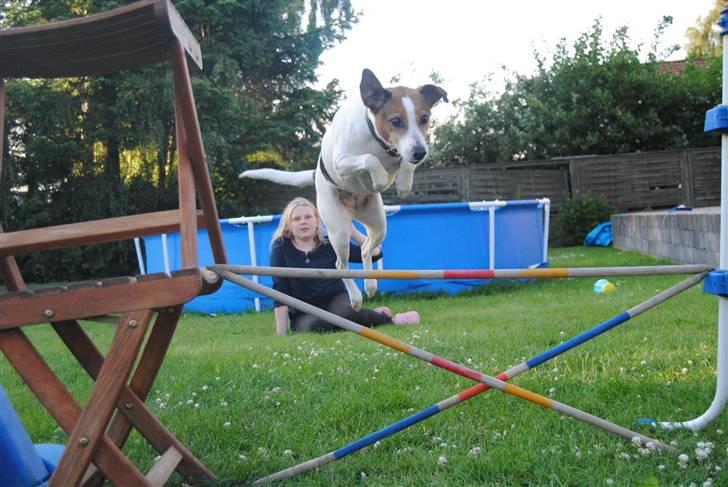 Dansk svensk gaardhund Mia :'D<3 - 10) MIA HUUUUNND:´) springer<33333 billede 10