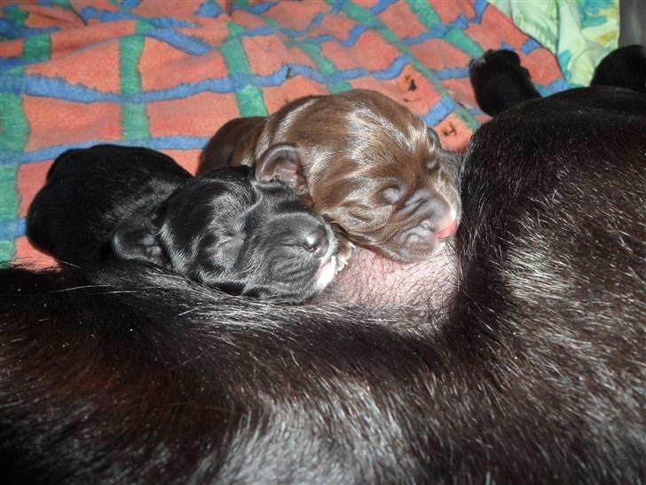 Labrador retriever Anthon(slogt) billede 2