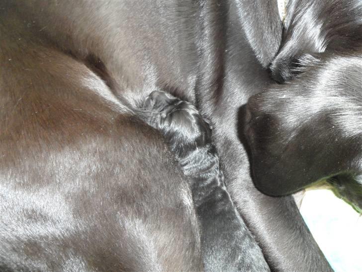 Labrador retriever Anthon(slogt) billede 3