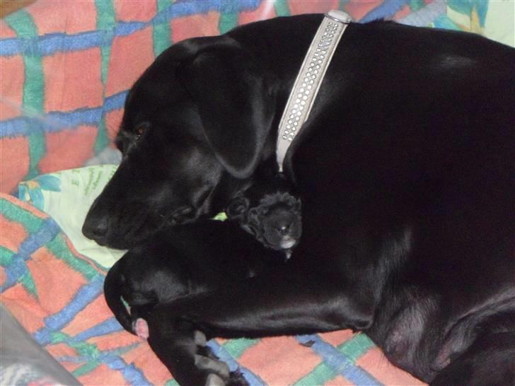 Labrador retriever Anthon(slogt) billede 5