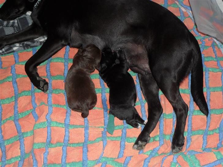 Labrador retriever Anthon(slogt) billede 6