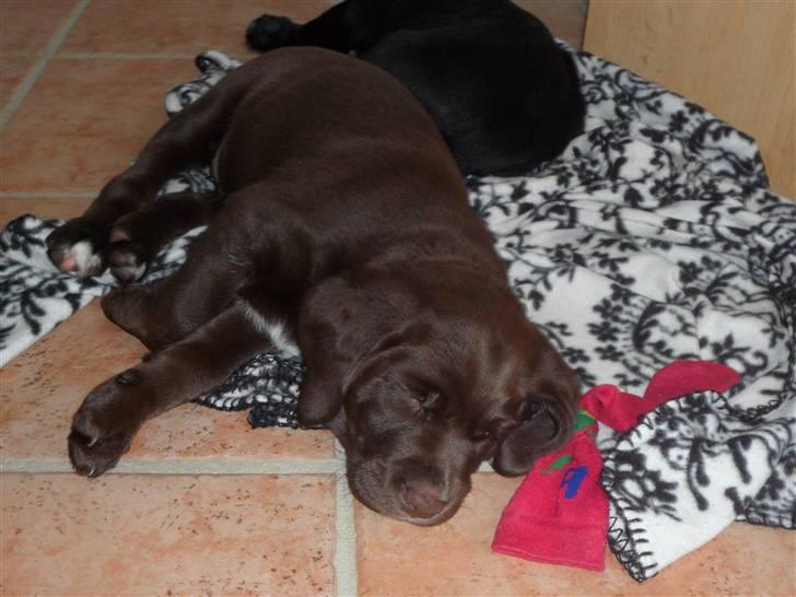 Labrador retriever Thor - velkommen til thor pofil billede 1