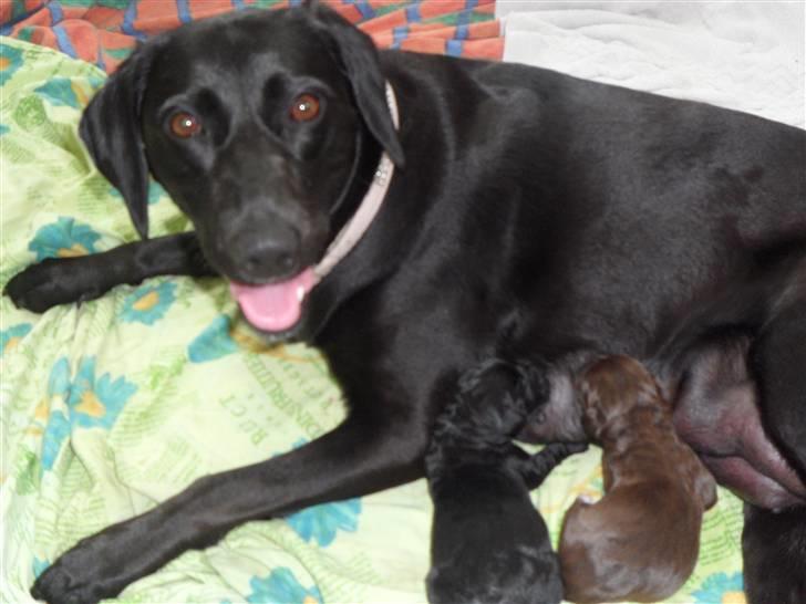 Labrador retriever Thor - de to små billede 2