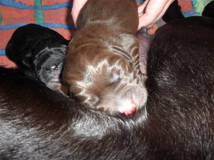 Labrador retriever Thor - samme billede 3