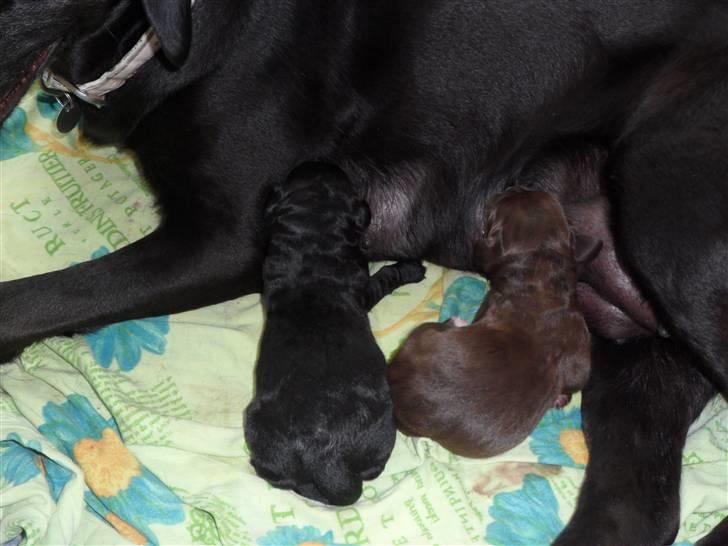 Labrador retriever Thor billede 4