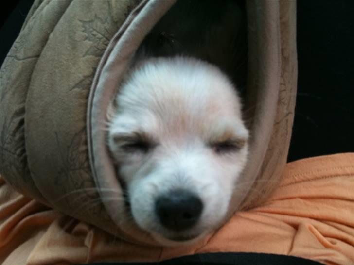 Blanding af racer Vega - Vega 14 uger billede 8