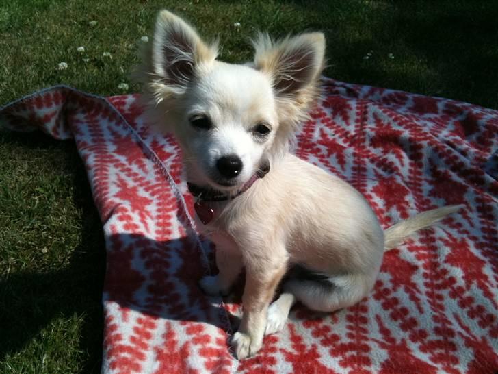 Blanding af racer Vega - Vega 5 mdr billede 9