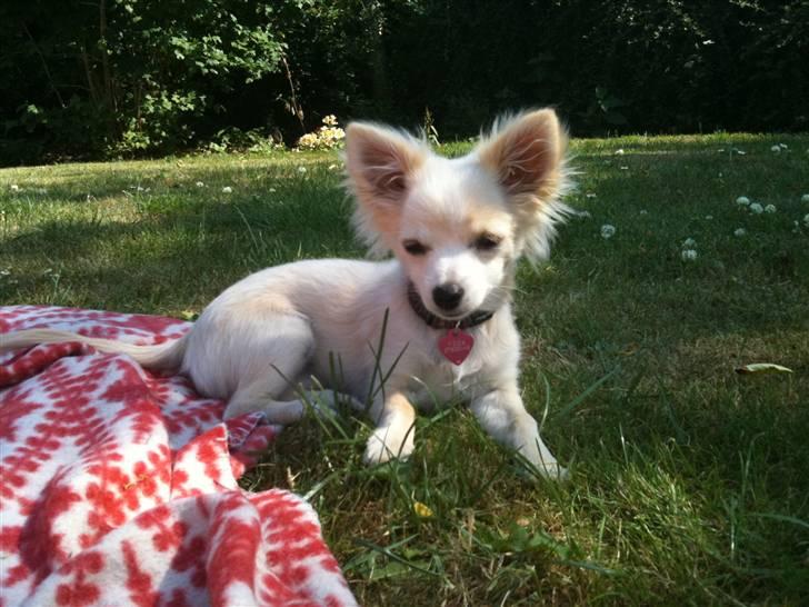 Blanding af racer Vega - Vega 5 mdr billede 10