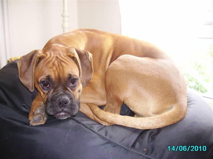 Boxer Tank billede 1