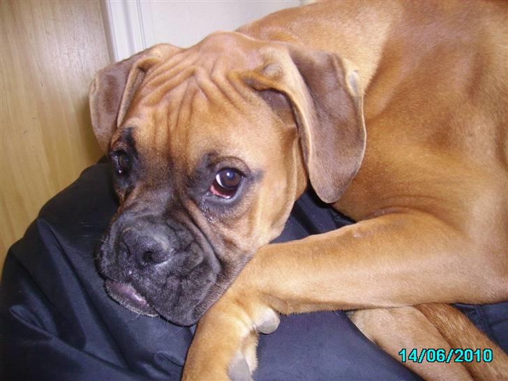 Boxer Tank billede 2