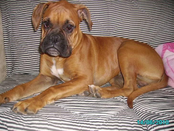 Boxer Tank billede 3