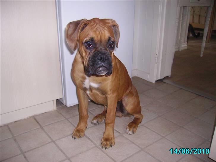 Boxer Tank billede 4