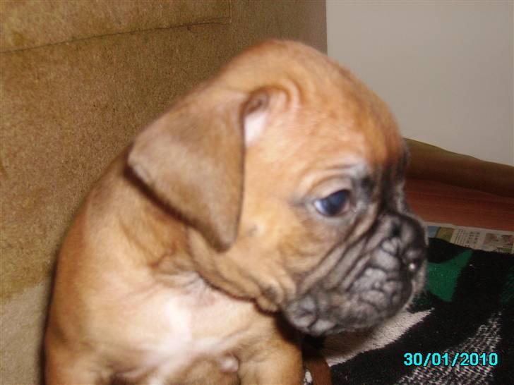 Boxer Tank billede 5