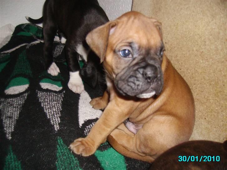 Boxer Tank billede 6