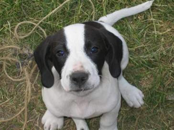 Blanding af racer Rocky - Bedårende, trafikstoppende Rocky... billede 1