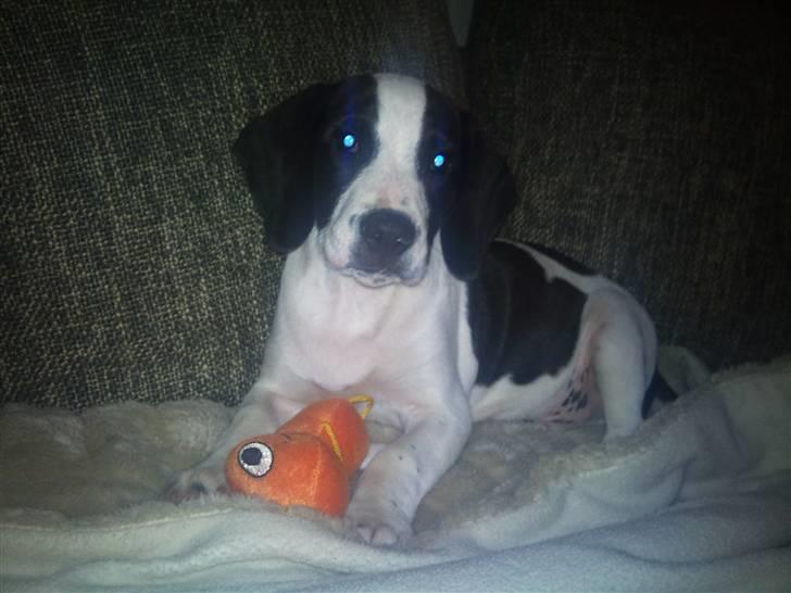 Blanding af racer Rocky - Laser dog!!! billede 2