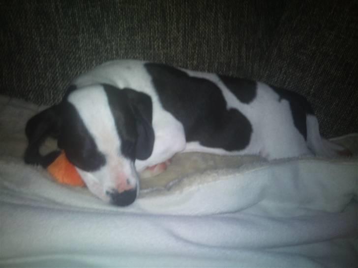 Blanding af racer Rocky billede 3