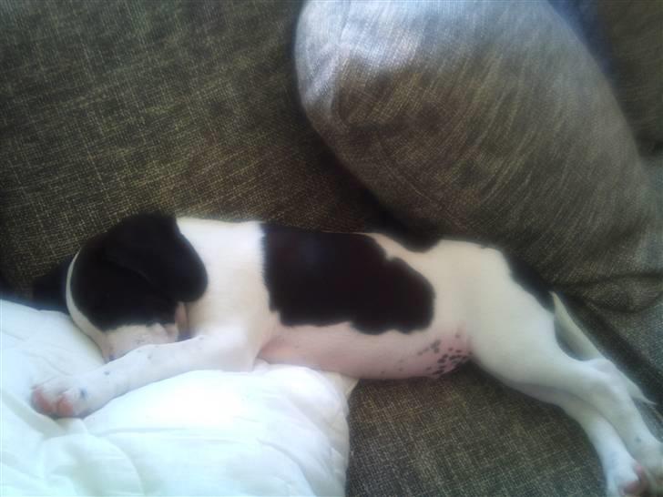 Blanding af racer Rocky billede 4