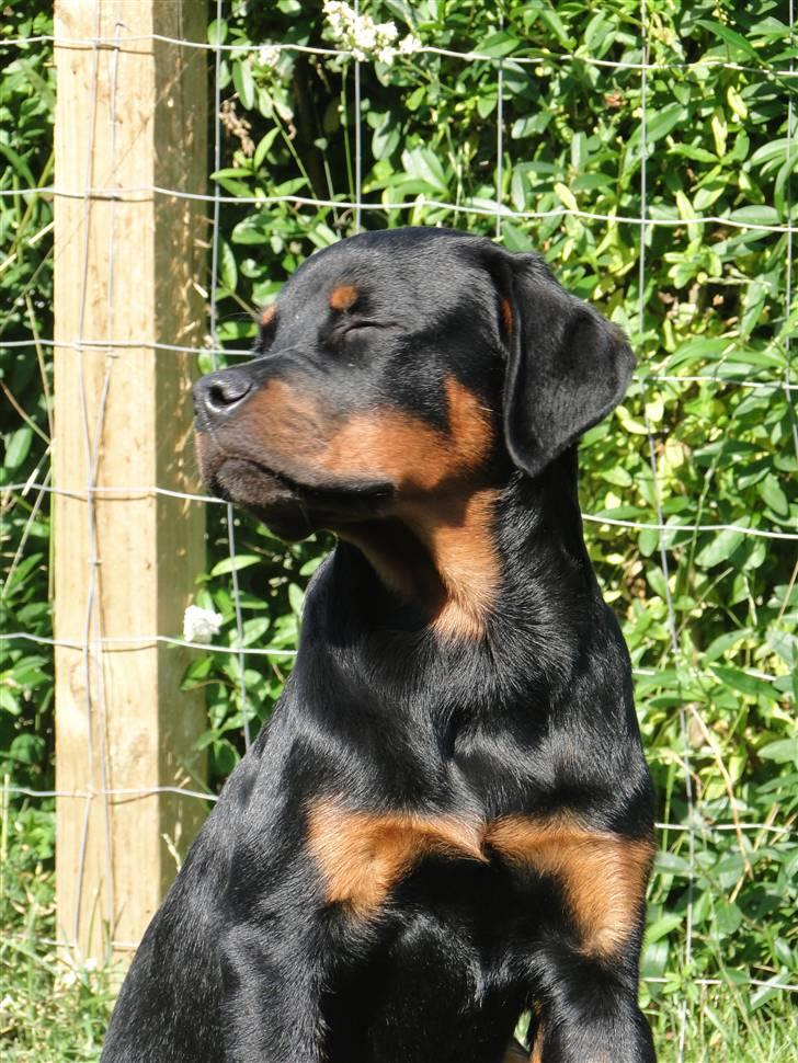 Rottweiler (Zakoda) Tyson billede 13