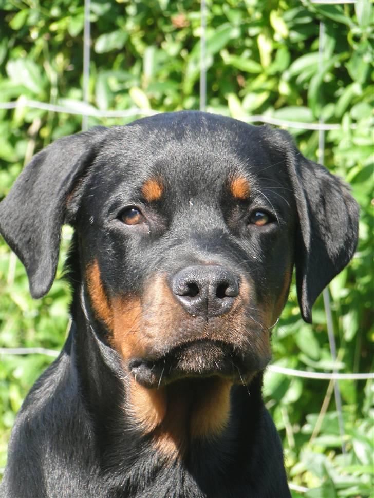 Rottweiler (Zakoda) Tyson billede 15