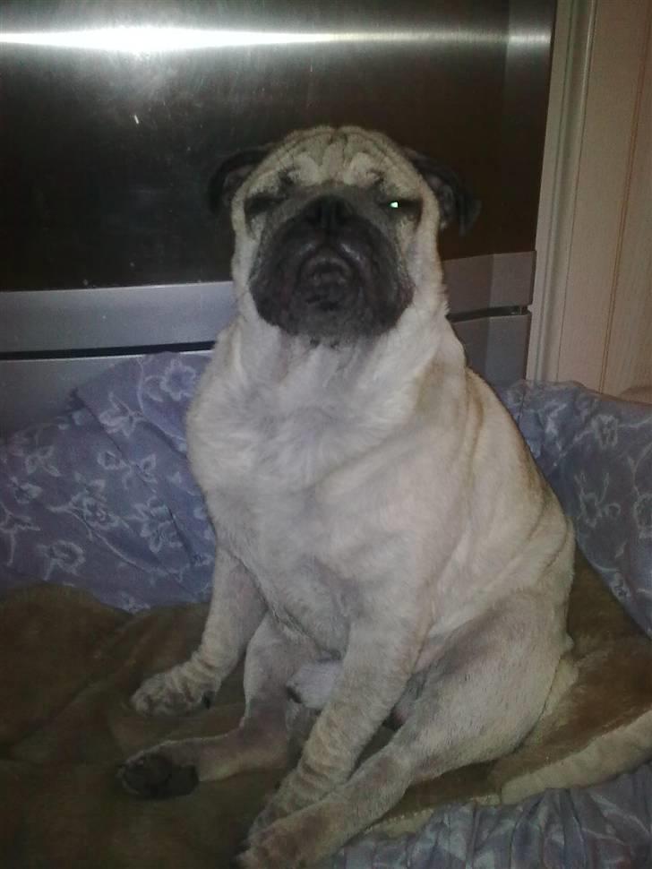 Mops Stig Helmer Himmelhund. - Stig Helmer ( død) Hvil i fred basse mand. billede 8