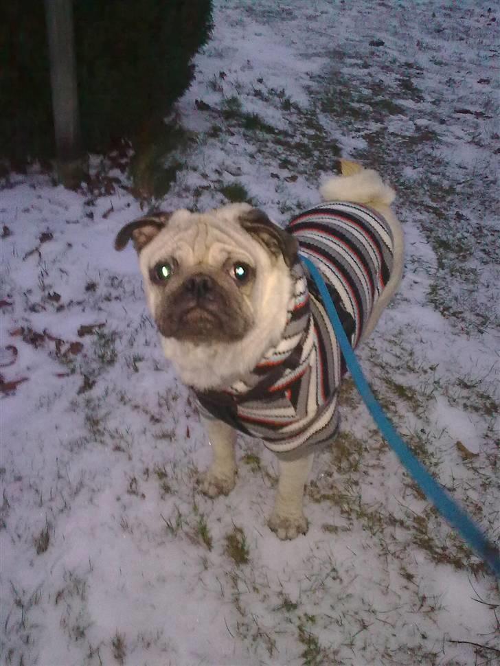 Mops Stig Helmer Himmelhund. - Stig Helmer går tur i den dejlige sne billede 9