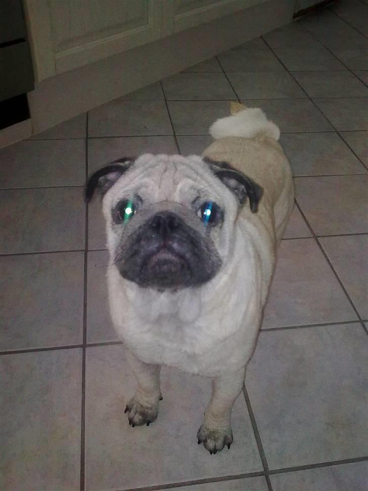 Mops Stig Helmer Himmelhund. - Stig Helmer . billede 10