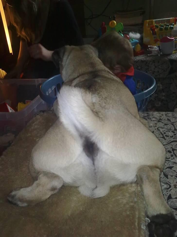 Mops Henry - Henry ( bagfra) billede 3